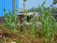 Blackstonia perfoliata 23, Bitterling, Saxifraga-Ed Stikvoort