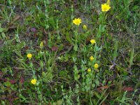 Blackstonia perfoliata 24, Bitterling, Saxifraga-Ed Stikvoort