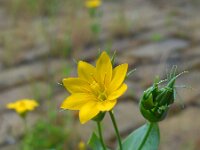 Blackstonia perfoliata 25, Bitterling, Saxifraga-Ed Stikvoort