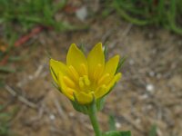Blackstonia perfoliata 3, Zomerbitterling, Saxifraga-Rutger Barendse