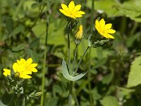 Blackstonia perfoliata 4, Zomerbitterling, Saxifraga-Willem van Kruijsbergen