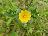 Blackstonia perfoliata 46, Zomerbitterling, Saxifraga-Rutger Barendse
