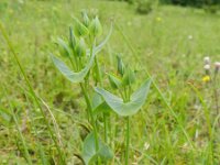 Blackstonia perfoliata 47, Zomerbitterling, Saxifraga-Rutger Barendse