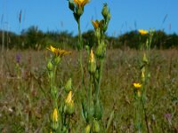Blackstonia perfoliata 48, Bitterling, Saxifraga-Ed Stikvoort