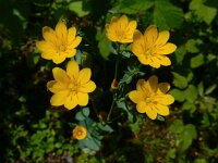 Blackstonia perfoliata 49, Bitterling, Saxifraga-Ed Stikvoort