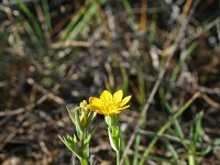 Blackstonia perfoliata 5, Zomerbitterling, Saxifraga-Jeroen Willemsen