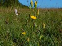 Blackstonia perfoliata 50, Bitterling, Saxifraga-Ed Stikvoort