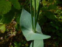 Blackstonia perfoliata 51, Bitterling, Saxifraga-Ed Stikvoort