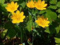 Blackstonia perfoliata 52, Bitterling, Saxifraga-Ed Stikvoort