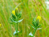 Blackstonia perfoliata 53, Bitterling, Saxifraga-Hans Grotenhuis