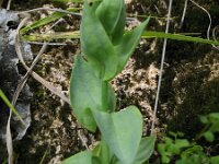 Blackstonia perfoliata 6, Zomerbitterling, Saxifraga-Rutger Barendse