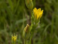 Blackstonia perfoliata 8, Bitterling, Saxifraga-Jan van der Straaten