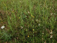 Blackstonia perfoliata ssp serotina 30, Herfstbitterling, Saxifraga-Hans Boll