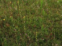 Blackstonia perfoliata ssp serotina 31, Herfstbitterling, Saxifraga-Hans Boll