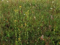 Blackstonia perfoliata ssp serotina 32, Herfstbitterling, Saxifraga-Hans Boll