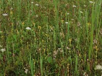 Blackstonia perfoliata ssp serotina 33, Herfstbitterling, Saxifraga-Hans Boll