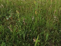 Blackstonia perfoliata ssp serotina 37, Herfstbitterling, Saxifraga-Hans Boll