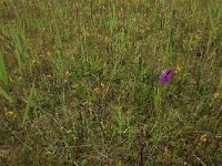 Blackstonia perfoliata ssp serotina 38, Herfstbitterling, Saxifraga-Hans Boll