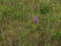 Blackstonia perfoliata ssp serotina 40, Herfstbitterling, Saxifraga-Hans Boll