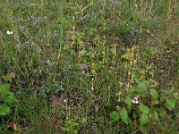 Blackstonia perfoliata ssp serotina 42, Herfstbitterling, Saxifraga-Hans Boll