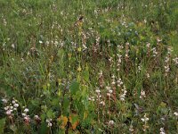 Blackstonia perfoliata ssp serotina 43, Herfstbitterling, Saxifraga-Hans Boll