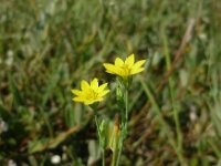 Blackstonia perfoliata ssp serotina 44, Herfstbitterling, Saxifraga-Jelle van Dijk