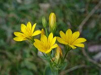 Blackstonia perfoliata ssp serotina 9, Herfstbitterling, Saxifraga-Hans Dekker