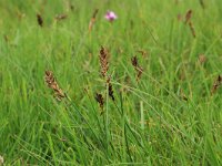 Blysmus compressus 10, Platte bies, Saxifraga-Hans Boll