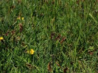 Blysmus compressus 12, Platte bies, Saxifraga-Hans Boll