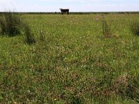 Blysmus compressus 14, Platte bies, Saxifraga-Hans Boll