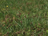 Blysmus compressus 15, Platte bies, Saxifraga-Hans Boll