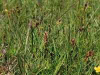 Blysmus compressus 16, Platte bies, Saxifraga-Hans Boll