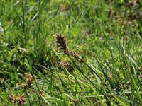 Blysmus compressus 17, Platte bies, Saxifraga-Hans Boll