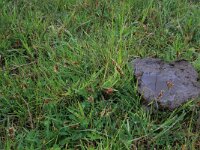 Blysmus compressus 18, Platte bies, Saxifraga-Hans Boll