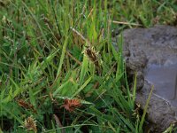 Blysmus compressus 19, Platte bies, Saxifraga-Hans Boll