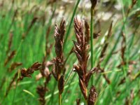 Blysmus compressus 2, Platte bies, Saxifraga-Jan Willem Jongepier