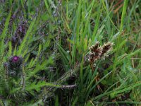 Blysmus compressus 20, Platte bies, Saxifraga-Hans Boll