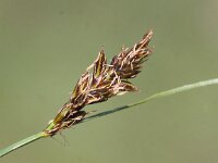 Blysmus compressus 3, Platte bies, Saxifraga-Peter Meininger