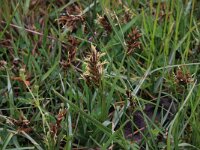 Blysmus compressus 4, Platte bies, Saxifraga-Hans Boll