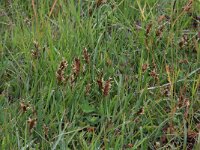 Blysmus compressus 5, Platte bies, Saxifraga-Hans Boll