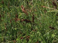 Blysmus compressus 6, Platte bies, Saxifraga-Hans Boll