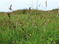 Blysmus compressus 7, Platte bies, Saxifraga-Hans Boll