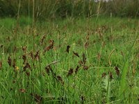 Blysmus compressus 8, Platte bies, Saxifraga-Hans Boll