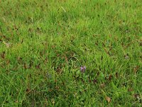 Blysmus compressus 9, Platte bies, Saxifraga-Hans Boll