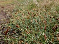 Blysmus rufus 10, Rode bies Saxifraga-Ed Stikvoort