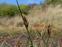 Blysmus rufus 11, Rode bies Saxifraga-Ed Stikvoort