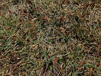 Blysmus rufus 12, Rode bies Saxifraga-Ed Stikvoort