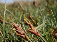 Blysmus rufus 13, Rode bies Saxifraga-Ed Stikvoort