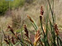Blysmus rufus 14, Rode bies Saxifraga-Ed Stikvoort