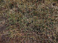 Blysmus rufus 15 Rode bies Saxifraga-Ed Stikvoort